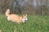 CORGI PEMBROKE 1310